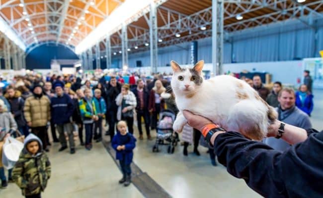 Süße Katzen bei der Haustiermesse