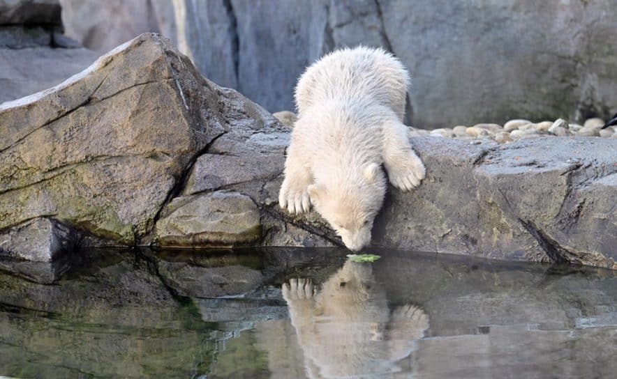 Tiergarten Schönbrunn darf ab 15. Mai 2020 öffnen