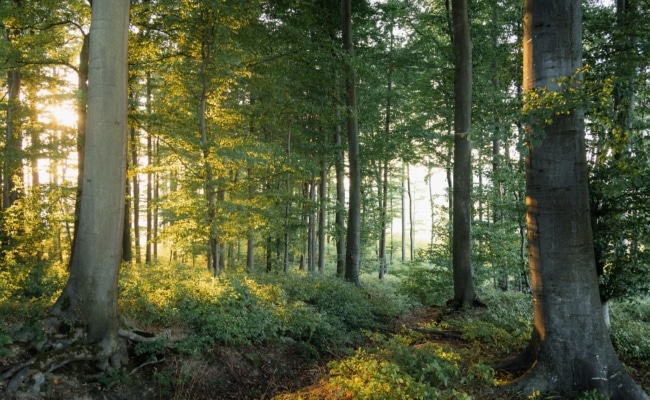 Die Führungen im Wienerwald knüpfen an die japanische Tradition spezieller Waldbesuche an.